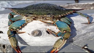 HOW TO CATCH BLUE CRABS WITH A TRAP GALVESTON TEXAS [upl. by Hulton]