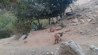 Stray dogs in Alborz mountains Iran 🇮🇷 [upl. by Yelah]