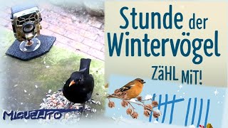 Stunde der Wintervögel 2024 🦅 MitmachAktion 📸 Wildkameras helfen bei der Vogelbeobachtung im Garten [upl. by Kcolttam482]