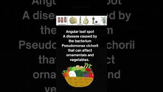 Bacterial disease in plant biology ytshorts [upl. by Nera]