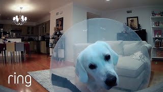 45 Minutes of Funny and Cute Pets on Ring  RingTV [upl. by Armalla]