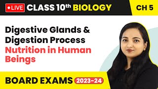 Nutrition in Human Beings  Digestive Glands amp Digestion Process  Class 10 Biology Ch 5 LIVE [upl. by Suckow52]