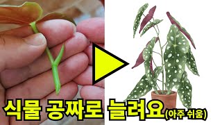 식물 공짜로 늘려요아주 쉬움 ㅣ 베고니아 마큘라타 번식 과정 근황ㅣbegonia maculata propagation [upl. by Anielram626]