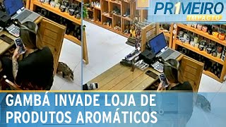 Flagra Gambá invade loja de produtos aromáticos em Viamão RS  Primeiro Impacto 270924 [upl. by Domenech745]