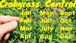 Crabgrass Control  How to Get RId of Crabgrass in Your Lawn [upl. by Corydon]