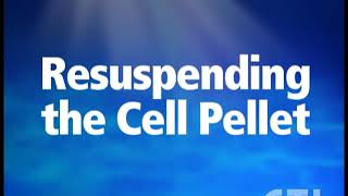 Resuspend PBMC Cell Pellet [upl. by Amsed]