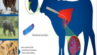 Mannheimia haemolytica Pasteurella haemolytica quotFiebre de embarquequot UAAANarro UL [upl. by Judie]