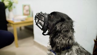 Muzzle Training Your Dog  The Battersea Way [upl. by Ateval]