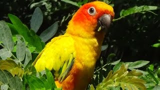 Aratinga solstitialis  Linnaeus 1758  Psittacidae  Conure soleil  Zoologique Paris 092014 [upl. by Ayra]