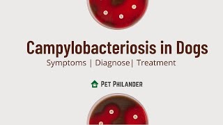 Campylobacteriosis in dogs  Pet Care [upl. by Leftwich]