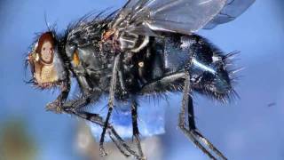 animation focus stacking Blue Bottle Calliphora Fly [upl. by Ahsiral]