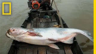 The Elusive Giant Catfish  National Geographic [upl. by Sugar]