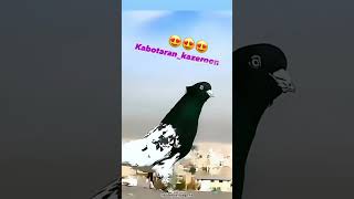 pigeon tauben airsoft brieftauben funny تیتر birds کبوتر kabootar کبوتربازی [upl. by Elodea]