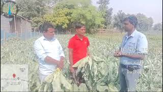 Chunnu kumar Mdo Basf Nunhems company Ka cauliflower pearl golory [upl. by Nat]