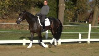 wwwdressagetalentscom  Rosenstolz [upl. by Krusche]