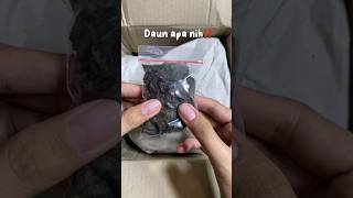 Unboxing paket Ikan Cupang ada berapa ekor yah kali ini unboxing shorts fishkinian [upl. by Natsirk]