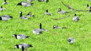 So Many Barnacle Geese Explore Their Mesmerizing World [upl. by Berglund890]