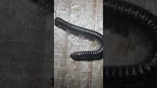 White Legged Snake Millipede On Bonfire Night millipedes insects nature [upl. by Aneehsat194]