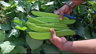 Harvesting Sem phali  1 फीट लम्बी सेम की फलियाँ तोड़ी  Dolichos bean  Indian Bean  Hyacinth bean [upl. by Jodee]