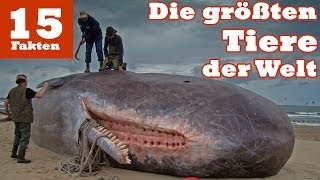 Die 15 größten Tiere der Welt [upl. by Eustazio]