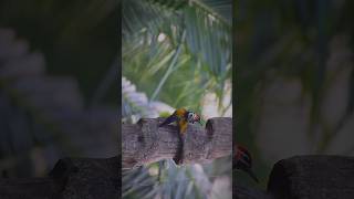 ফ্লেমব্যাক উডপেকারflameback Woodpecker 🔥 shorts wildlife Down2wild [upl. by Aokek]