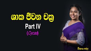 ශාක ජීවන චක්‍ර  Shaaka Jeewanachakra  Plant life cycles  Episode 04  Cycas  Thenu miss [upl. by Oiliruam]