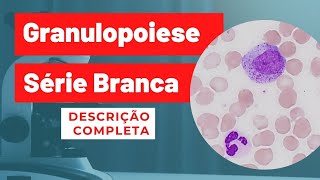 Granulopoiese Maturação e Diferenciação  Descrição Completa [upl. by Ajani]