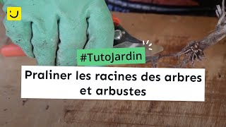 Tuto Jardin Praliner les racines des arbres et arbustes [upl. by Nwahsauq657]