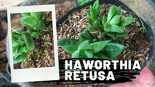 Succulent Propagation How To Propagate Haworthia Retusa  Haworthia [upl. by Ellirpa322]