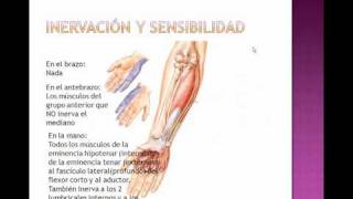 Plexo braquial 2 RAMAS TERMINALES [upl. by Enilegnave]