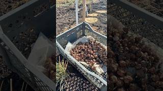 How I Plant Crocus Bulbs in My Circle Orchard 🌳 [upl. by Hgielime]