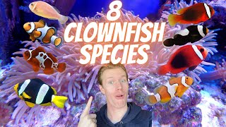 Ultimate Guide to Clownfish Species  8 Different Types of Clownfish Which is Right For You [upl. by Myna]