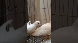 White red eyes dove🕊️❤️SheikhBrothers Youtube bird Albino Dove bird million [upl. by Redla]