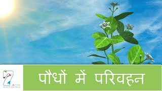 Transportation in Plants  Hindi [upl. by Annav]