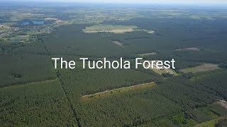 The Tuchola Forest Poland Drone footage [upl. by Pru]