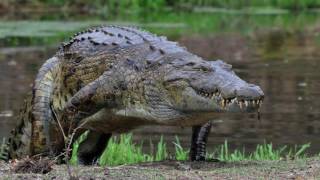 Symbiotic Relationship Video  Crow and Eagle Plover and Crocodile [upl. by Sydney]