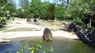 The Toronto Zoo  Hippos Poop Explotion II [upl. by Lisa]