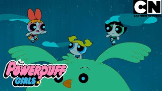 Burbuja debe devolver a su mascota  Las Chicas Superpoderosas  Cartoon Network [upl. by Maxentia181]