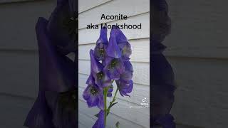 Monkshood otherwise known as wolfs and or aconite poison plants garden witchcraft [upl. by Aerdnu]