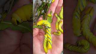 Which colour do you choose moths hawkmoth caterpillar [upl. by Cinnamon]