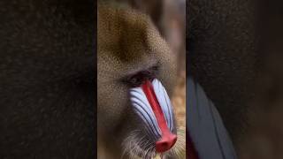 Mandrills monkey 🐒 [upl. by Raddi]