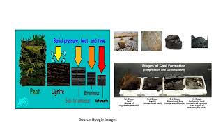 Application of Palynology in Coal amp Oil exploration [upl. by Yrek]