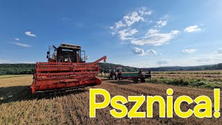 Pszenica pod kose  Bizon Rekord i Massey Ferguson w akcji  2024 [upl. by Auka]