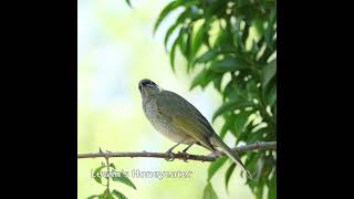 Lewins Honeyeater australianbirds birds [upl. by Joses947]