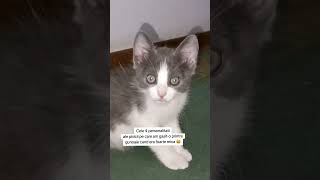 Cele 4 personalitati ale pisicii mele 😂 povcomedy cat pisici [upl. by Marieann]