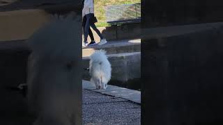 samoyeds dissapearing act [upl. by Darmit12]