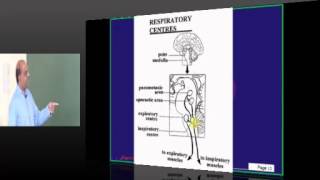 Respiration regulation High yield Topic Physiology for USMLE Step 1 prep wwwanatomy2medicinecom [upl. by Kellene]