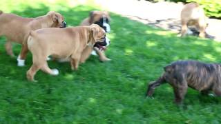 Bullboxer Puppies for Sale [upl. by Alemac]