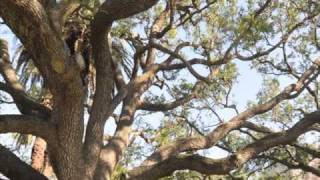 Galveston Trees After the Storm [upl. by Eikciv]