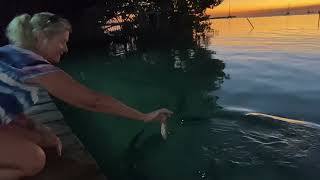 Feeding a tarpon in Caye Caulker [upl. by Hyman]